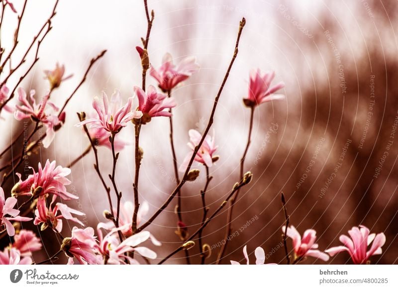 filigran | geäst Knospen sternmagnolie wunderschön Wärme Magnolie Magnolien Frühling Sommer Unschärfe Außenaufnahme Pflanze Sonnenlicht Nahaufnahme Farbfoto