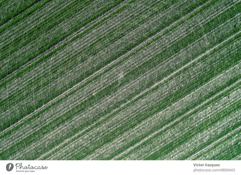 Luftbildausschnitt eines landwirtschaftlichen Feldes mit Getreideanbau von oben ländlich Ernte Ackerland hoch oben Bodenbearbeitung Schmutz Muster Antenne