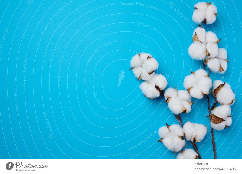 Baumwolle Blume auf einem blauen Papier Hintergrund, Overhead. Minimalismus flach legen Zusammensetzung Ackerbau Ball Blütezeit boll Botanik Ast Blütenknospen