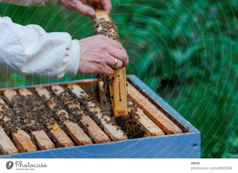 Ein Imker arbeitet mit Honigwaben an einem Bienenkasten in Zandergröße Anthophila blüht Zander Größe Tier Bienenkiste Überstrahlung Textfreiraum Umwelt