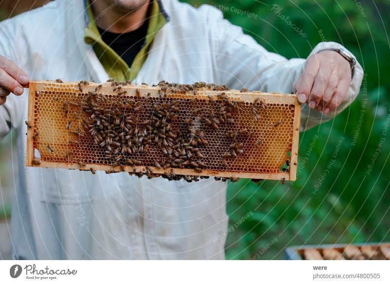 Ein Imker arbeitet mit Honigwaben an einem Bienenkasten in Zandergröße Anthophila blüht Zander Größe Tier Bienenkiste Überstrahlung Textfreiraum Umwelt