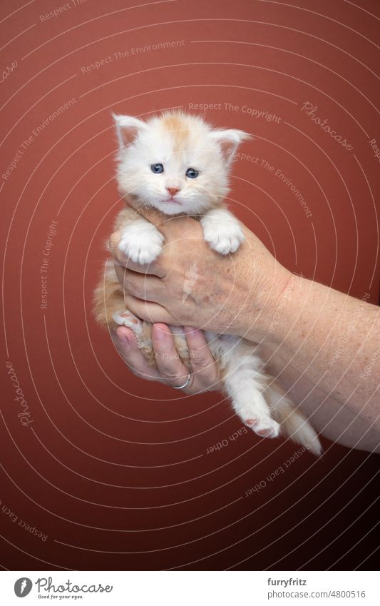 Tierhalter hält Ingwer-Kätzchen mit beiden Händen auf braunem Hintergrund Katze Haustiere Hauskatze fluffig Fell katzenhaft maine coon katze Langhaarige Katze