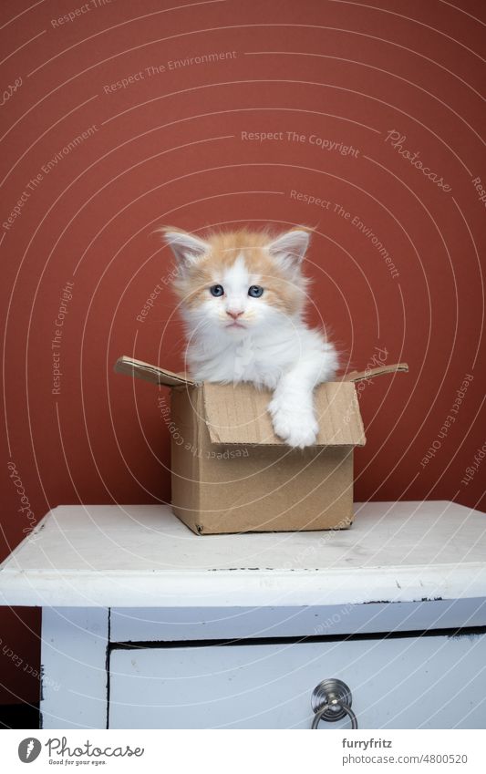 Ingwer-Kätzchen in einem kleinen Karton Katze Haustiere Hauskatze fluffig Fell katzenhaft maine coon katze Langhaarige Katze Rassekatze Studioaufnahme