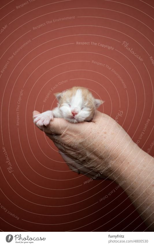 neugeborenes Kätzchen schläft auf der Hand Katze Haustiere Hauskatze fluffig Fell katzenhaft maine coon katze Langhaarige Katze Rassekatze Studioaufnahme