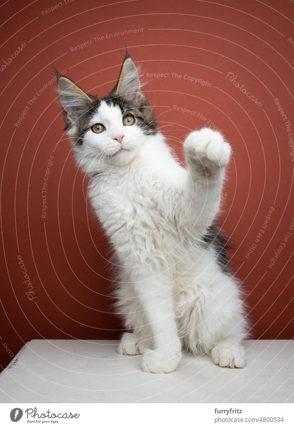 Junges Maine Coon Kätzchen verspielt Pfote heben Katze Haustiere Hauskatze fluffig Fell katzenhaft maine coon katze Langhaarige Katze Rassekatze Studioaufnahme