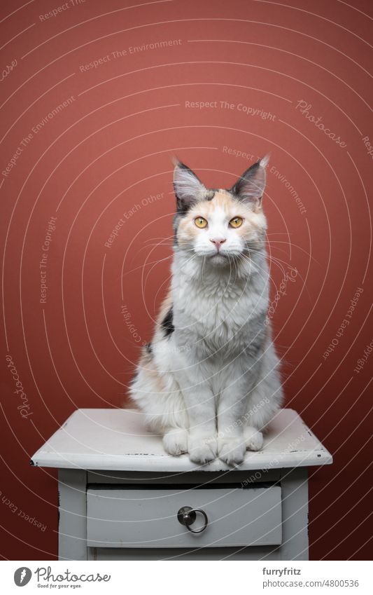 schöne Kaliko weiß maine coon Katze sitzt auf Schublade Porträt Kätzchen Haustiere Hauskatze fluffig Fell katzenhaft maine coon katze Langhaarige Katze