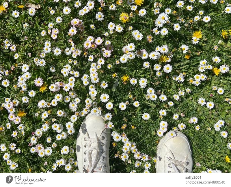 Gänseblümchenwiese Wiese Gras Löwenzahn Sonnenschein Turnschuh weiß stehen Vogelperspektive Blume Frühling Garten Bellis perennis blühen Blüten Natur Flora