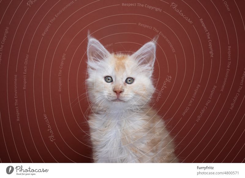 Ingwer Maine Coon Kätzchen Porträt auf rot braunem Hintergrund Katze Haustiere Hauskatze fluffig Fell katzenhaft maine coon katze Langhaarige Katze Rassekatze