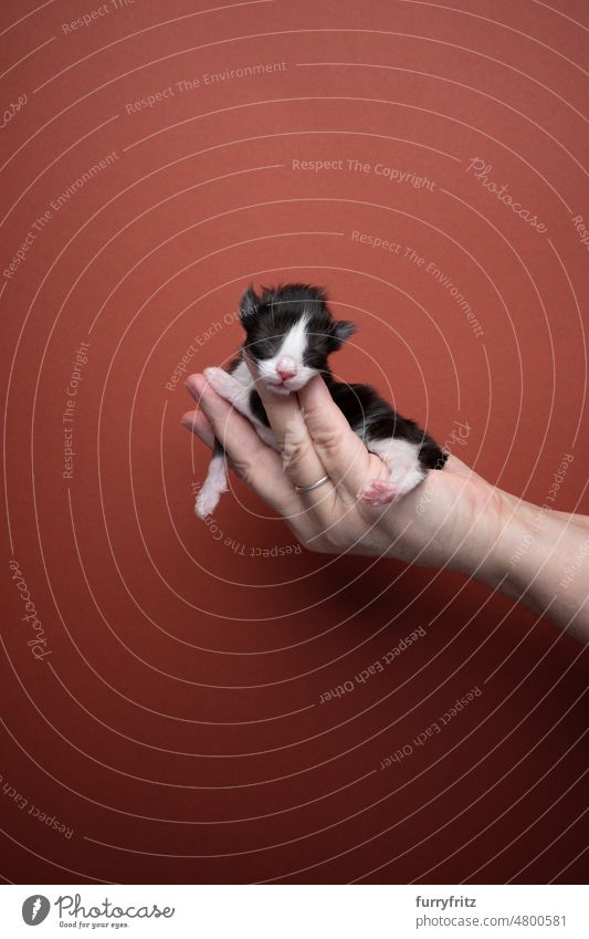 Hand hält neugeborenes schwarz-weißes Smoking-Kätzchen hoch Katze Haustiere Hauskatze fluffig Fell katzenhaft maine coon katze Langhaarige Katze Rassekatze