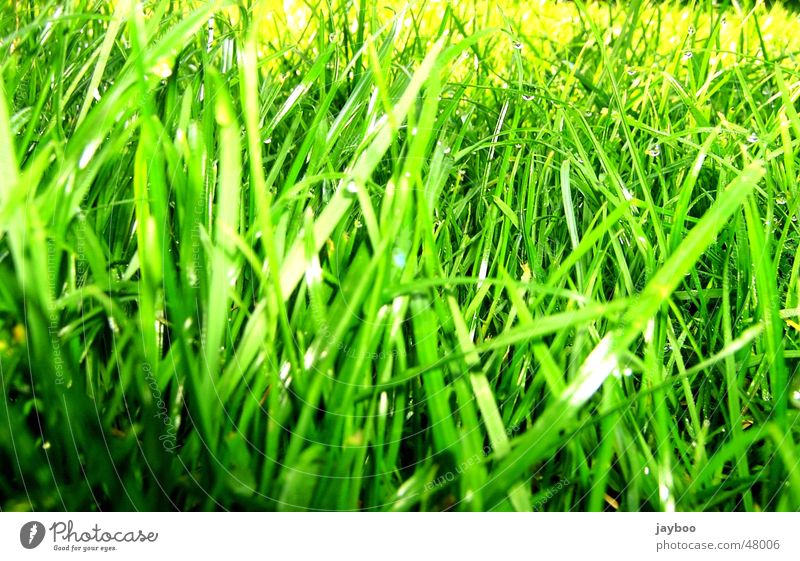 Gras Wiese grün frisch Halm Frühling Sommer Außenaufnahme Garten Bodenbelag Erfrischung