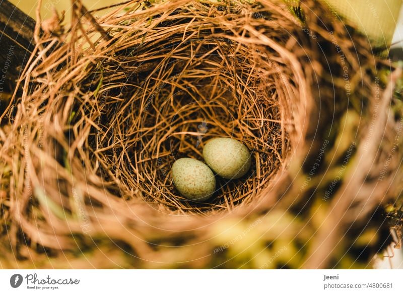 Zwei kleine Eier im Nest einer Amsel Nestbau Vogel Familie Familienglück Tier Natur Umwelt natürlich grün behüten Nistplatz nisten bauen Familienplanung