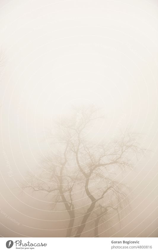 Baum im nebligen Wintertag Nebel Natur Landschaft Zauberei u. Magie dunkel beängstigend Phantasie Licht geheimnisvoll Wetter Saison im Freien spukhaft Mysterium