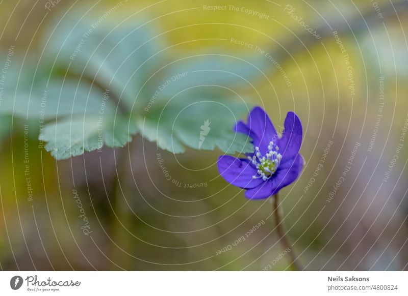 Farbverschmelzung Kuhschelle schön Blütezeit blau blaue Anemone allgemein Blume Wald natürlich natürliche Umgebung Natur Blütenblätter Frühling Sonnenlicht