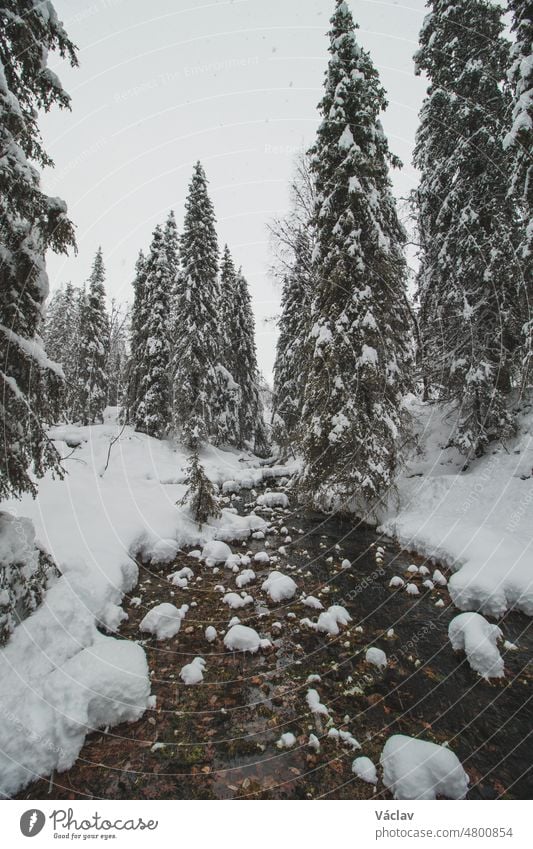 Märchenhafte Winterlandschaft mit eisklarem Fluss im Pallas-Yllastunturi-Nationalpark, Lappland, Finnland.  Fichtenwald unter einer Schneedecke Flussufer