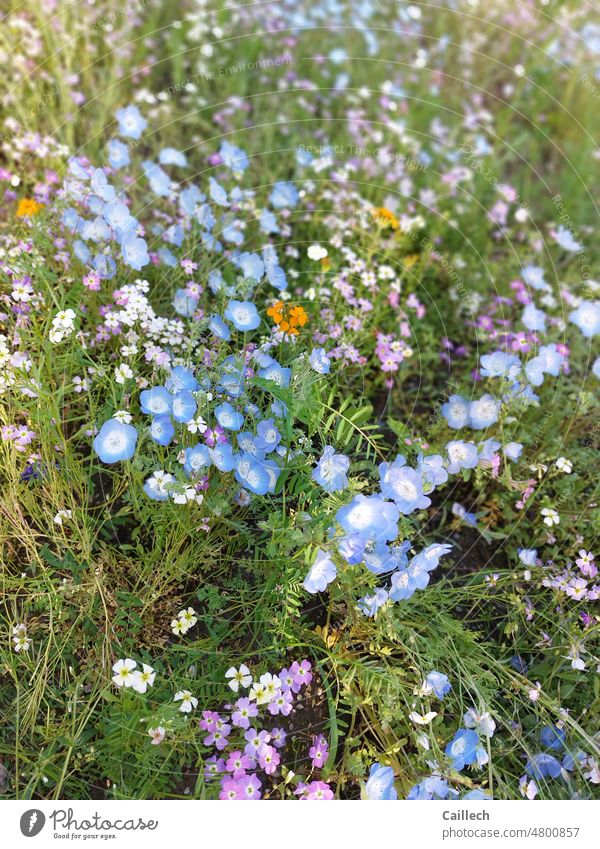 Blaue Blumen in einer bunten Wiese blau Wiesenblume Frühling Frühlingsblume Frühlingstag Frühlingsfarbe Frühlingserwachen Frühlingsbote frühlingsboten