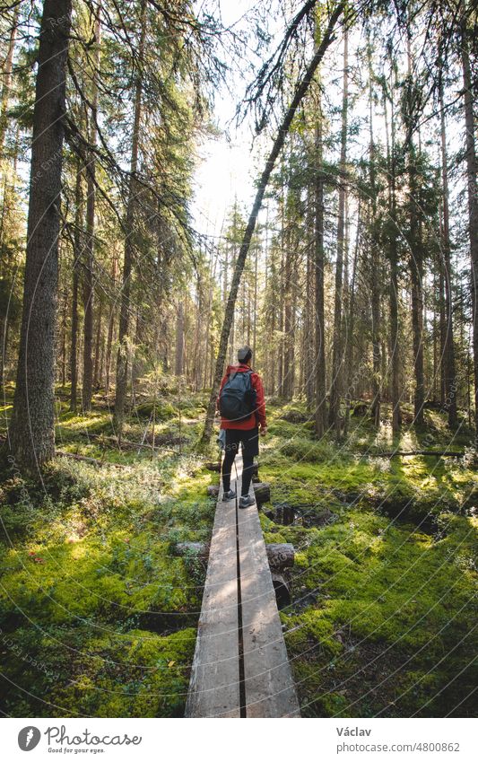 Blick auf einen erwachsenen Mann, der auf einem Entenbrett durch den Wald im Hiidenportti-Nationalpark, Sotkamo, Region Kainuu in Finnland, spaziert. Die Schönheit der finnischen Artenvielfalt. Ein Hauch von frischer Luft und ein Gefühl der Ruhe