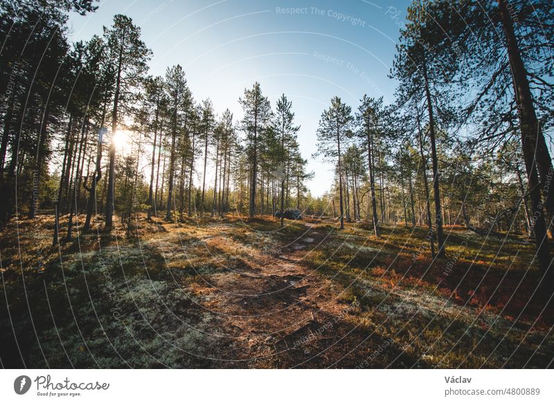 Sonnenuntergang in der finnischen Wildnis bei Kajaani. Eine Sightseeing-Route durch das felsige Gelände im Wald. Herbst in Suomi. Wanderabenteuer außerhalb
