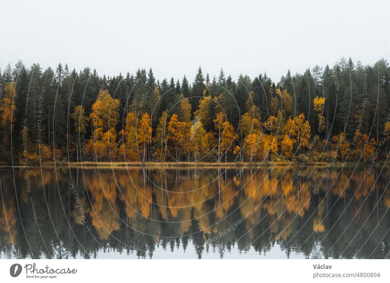 Herbstmärchen in Kainuu, Finnland. Die bunten Laubbäume spielen mit all ihren Farben und spiegeln sich an einem bewölkten Tag auf der Seeoberfläche. Nebel an der Oberfläche