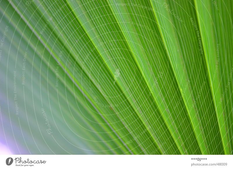 Palmwedel Palme Pflanze grün Natur Wachstum Blatt grow exotisch exotic