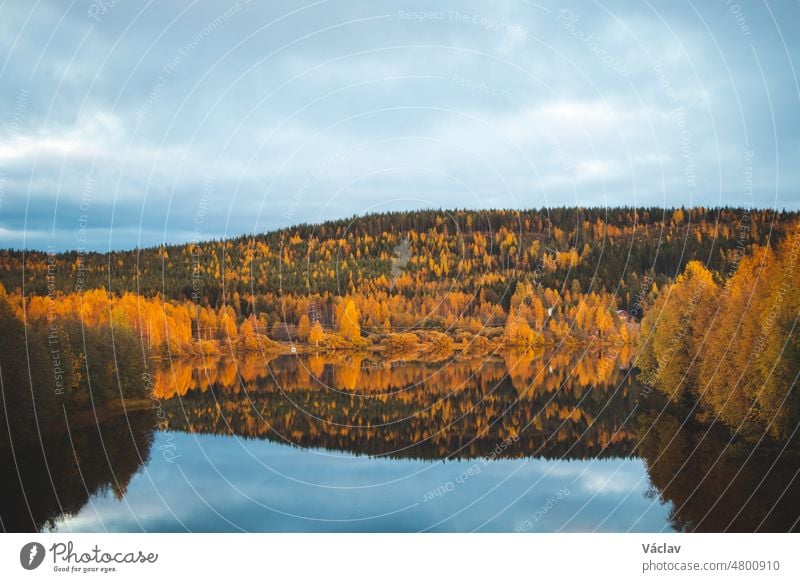 Herbstmärchen in Kainuu, Finnland. Die bunten Laubbäume spielen mit all ihren Farben und spiegeln sich an einem bewölkten Tag auf der Seeoberfläche. Orange, Grün, Blau