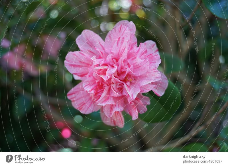 Blüte einer mehrfarbigen, Kamelie mit weiß und rot, Camellia japonica Garten Park Detail schöne Bokeh Ostern Pfingstzeit Nahaufnahme gesprenkelt gemustert