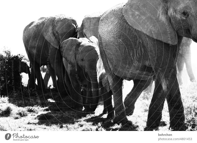 mittendrin statt nur dabei Afrika niedlich Geborgenheit Vertrauen Schutz Elfenbein Tierjunges groß addo elephant national park dickhäuter Tierliebe gefährlich