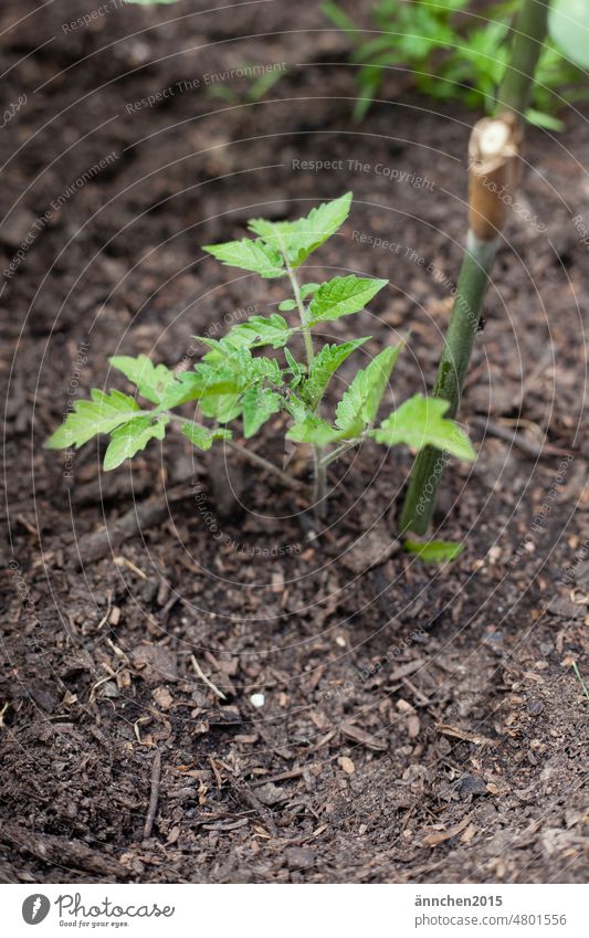 Eine kleine Tomatenpflanze mit einigen Blättern grün Selbstversorger Garten Beet Hochbeet Gemüse Lebensmittel anbauen Gemüsebeet Pflanze Nutzpflanze