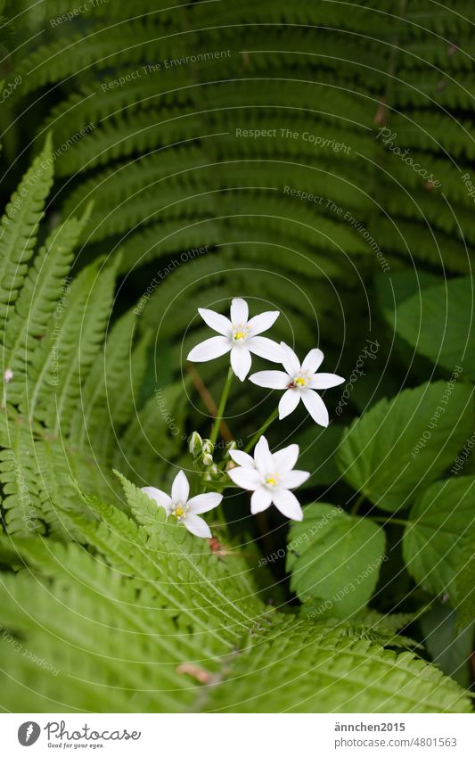 weiße kleine Blüten umrahmt von Farn und grün Schatten Schattenbeet weiss Giersch Frühling Sommer Farbfoto Natur Pflanze Blume Außenaufnahme Nahaufnahme Blühend