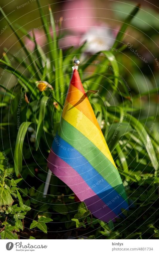kleines Regenbogenfähnchen in einem Blumenbeet. Regenbogenfahne, Symbolfarben für  LGBTQI + Gleichberechtigung Symbole & Metaphern Sexualität queer Geschlecht