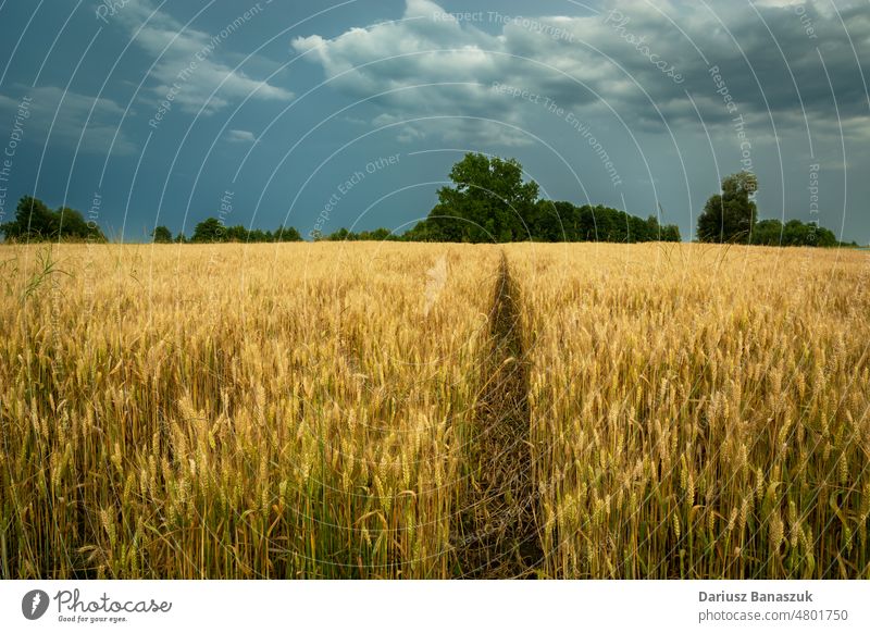 Technologie Weg durch das Feld mit Getreide und bewölktem Himmel Korn Weizen Müsli Technik & Technologie wolkig ländlich Landschaft Cloud Ackerbau Bauernhof