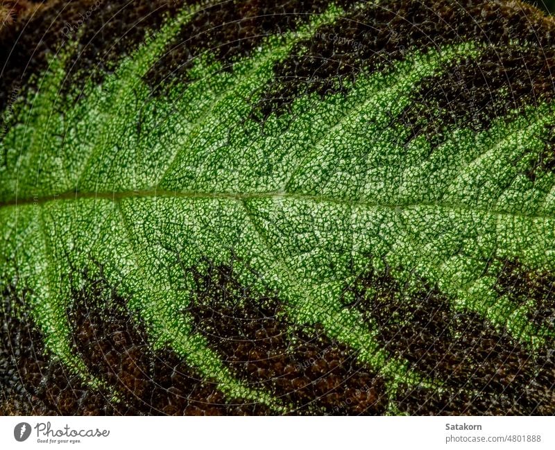 Buntes Muster und weiches Fell auf der Blattoberfläche der Teppichpflanze episcia Pflanze grün Oberfläche Farbe Garten Blätter Natur Textur Botanik Hintergrund
