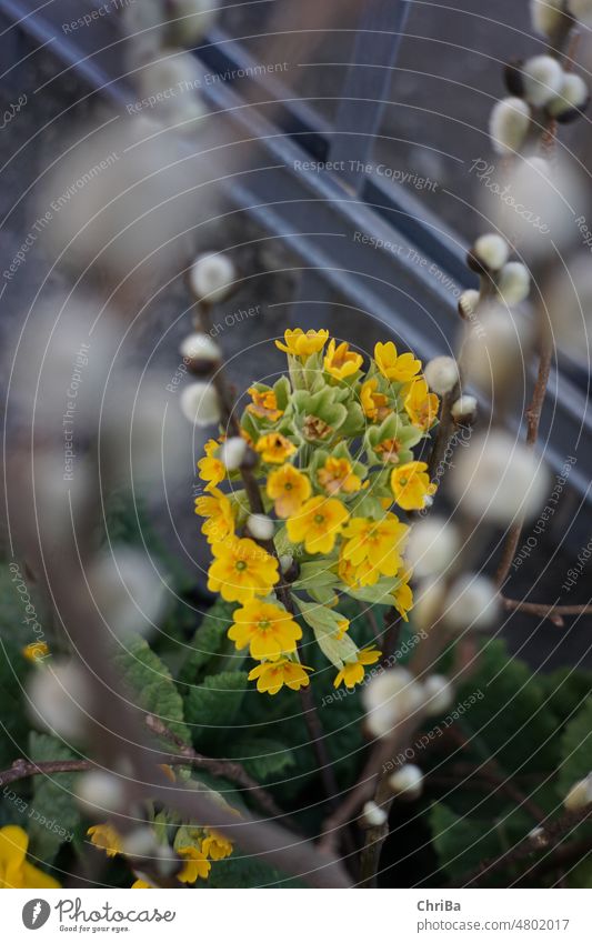 Nahaufnahme von Lungenkraut im Abendlicht Natur Blume Blüte Pflanze Makroaufnahme Detailaufnahme Schwache Tiefenschärfe Außenaufnahme Blütenblatt Blühend