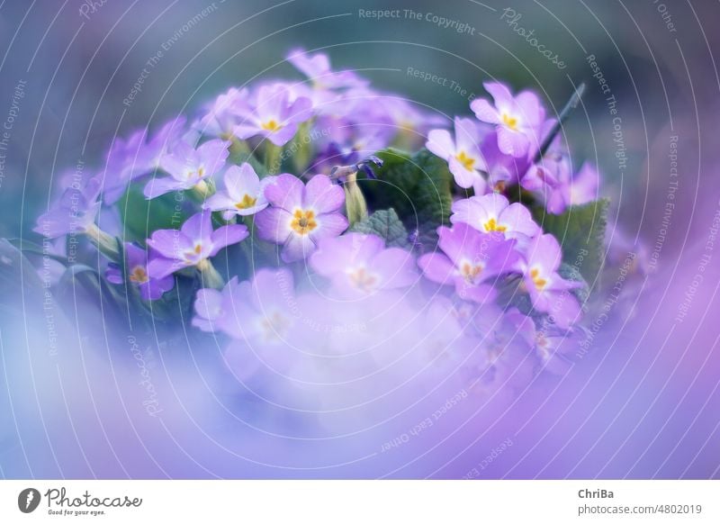 Zartlila Blüten im Frühling mit geringer Tiefenschärfe zart violett Blume Vergißmeinnicht Natur Pflanze Nahaufnahme Makroaufnahme Farbfoto Blühend
