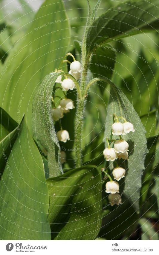 Maiglöckchen | zart und duftend. Pflanze Blume Blüte Frühsommer Jahreszeit weiße Blütenkelche grün giftig schön vergänglich Duft Schönheit klein Glöckchen Natur