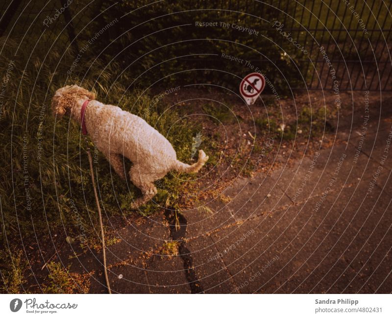 Hund verrichte seine Notdurft verbotenerweise Gassi gehen Spaziergang Außenaufnahme Verbotsschild Tier Farbfoto Haustier Natur Tierporträt