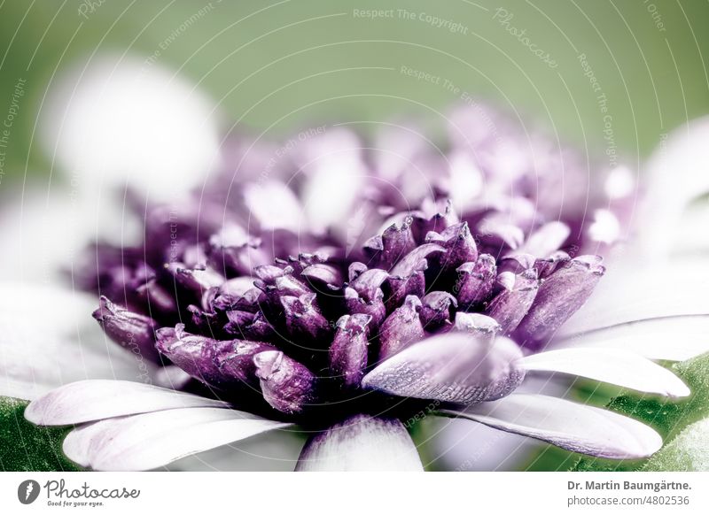 Gefüllte Zuchtform von Osteospermum ecklonis,  aus Südafrika Bornholmmagerite Blütenstand gefüllt violett Gartenform Sorte Korbblütler Asteraceae Compositae