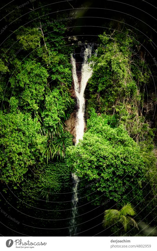 Wanderung im Urwald. Plötzlich begegnet uns ein Wasserfall. Außenaufnahme schön Landschaft Natur Menschenleer grün Fluss Umwelt fließen Ferien & Urlaub & Reisen
