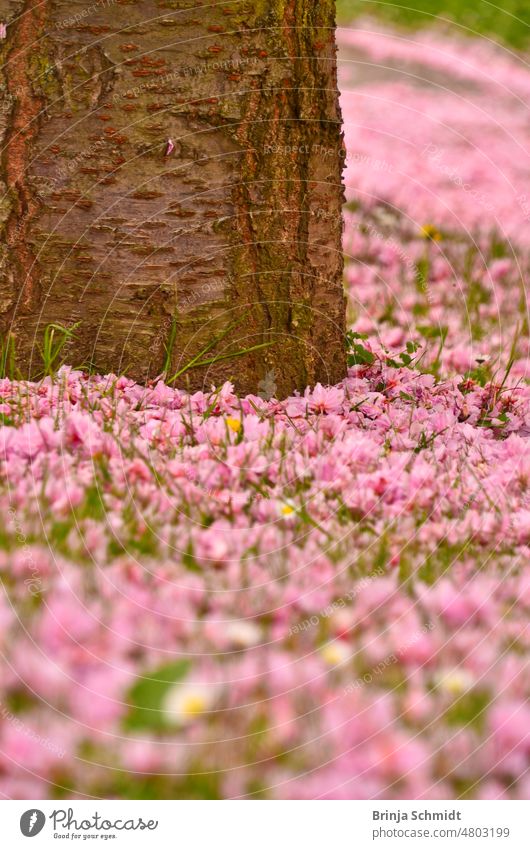 ein Meer von rosa Blütenblättern, die vom Baum ins Gras gefallen sind zoomed in view closeup pretty scenic springtime purple way carpet decorative landscape