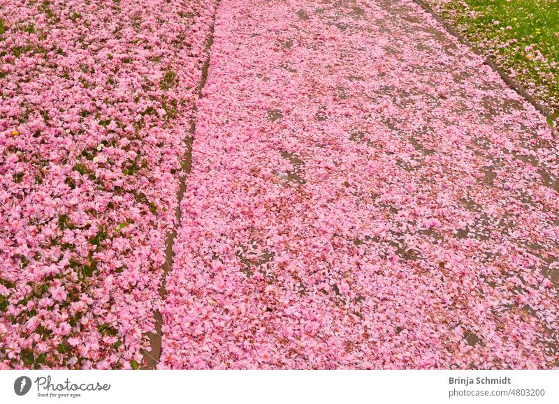 Ein Meer von rosa Blütenblättern, die auf den Gehweg gefallen sind zoomed in view closeup pretty scenic springtime purple way carpet decorative landscape grass