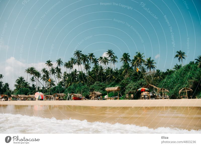 Blick auf einen tropischen, von Palmen gesäumten, Strand Tropen exotisch Urlaub Sandstrand Paradies Küste Meer Blauer himmel Sonnenschirm Gutes Wetter