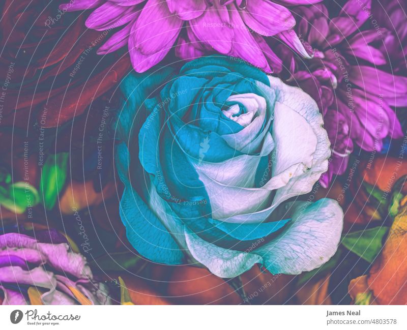 Kosmische Rosen gemischt mit anderen Blumen Roséwein natürlich Farbe Blüte abstrakt retro Schönheit Hintergrund dekorativ Pflanze Grunge Makro violett schwarz