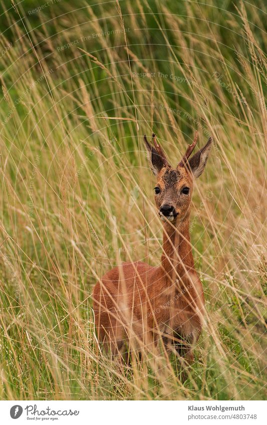 Rehbock, mit einem Gabelgehörn, seht im vorjährigen Gras und schaut in die Kamera. rehbock gehörnt geweih fell wildlife Wildtier Lauscher Außenaufnahme