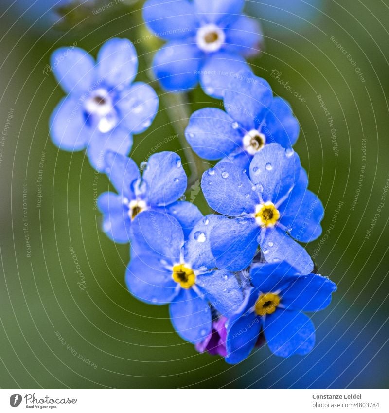 Vergissmeinnicht Blüten auf dunkelgrünem Hintergrund gelb blaue Blumen Naturerwachen blaue Blüten zarte Blüten hellblau zarte Blumen idyllisch