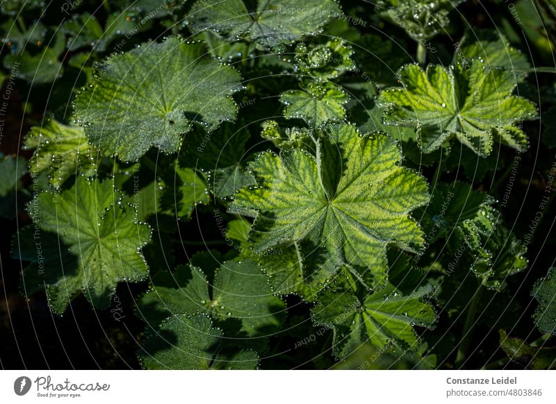 Grüne Blätter im Sonnenlicht mit perlenden Tautropfen Natur Blatt Außenaufnahme nass natürlich Morgen Wassertropfen Tropfen Makroaufnahme Nahaufnahme