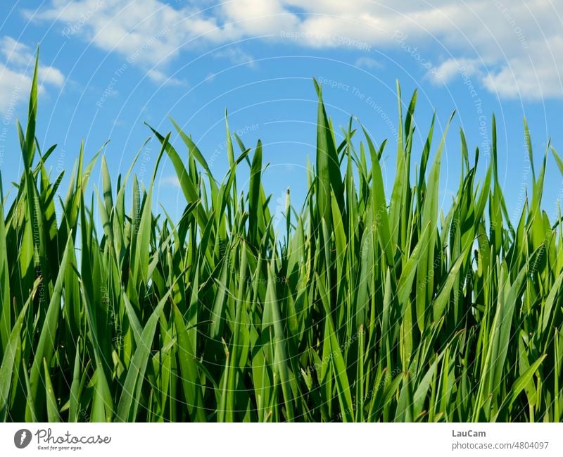*222* Grashalme wachsen in den blauen Himmel grün blauer Himmer Wolken das Gras wachsen hörn Wiese Natur Landschaft Frühling Schönes Wetter Pflanze