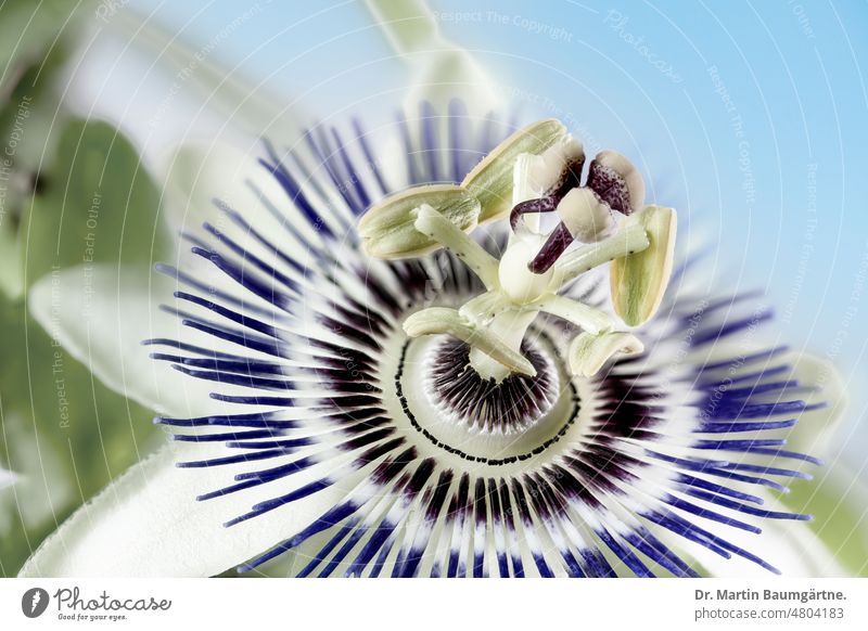 Passiflora, Blaue Passionsblume (Passiflora caerulea) aus Nordargentinien und Südbrasilien; High-Key-Aufnahme Passionsblumengewächse Passifloraceae