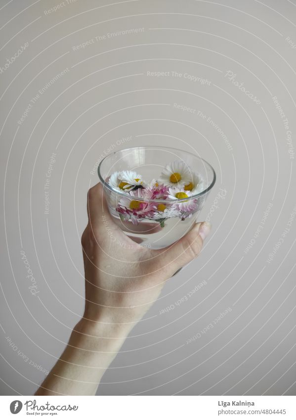 Gänseblümchen in einem Glas Wasser Margeriten Blume weiß Natur Frühling Pflanze Sommer Blüte Hintergrund Hand Arme