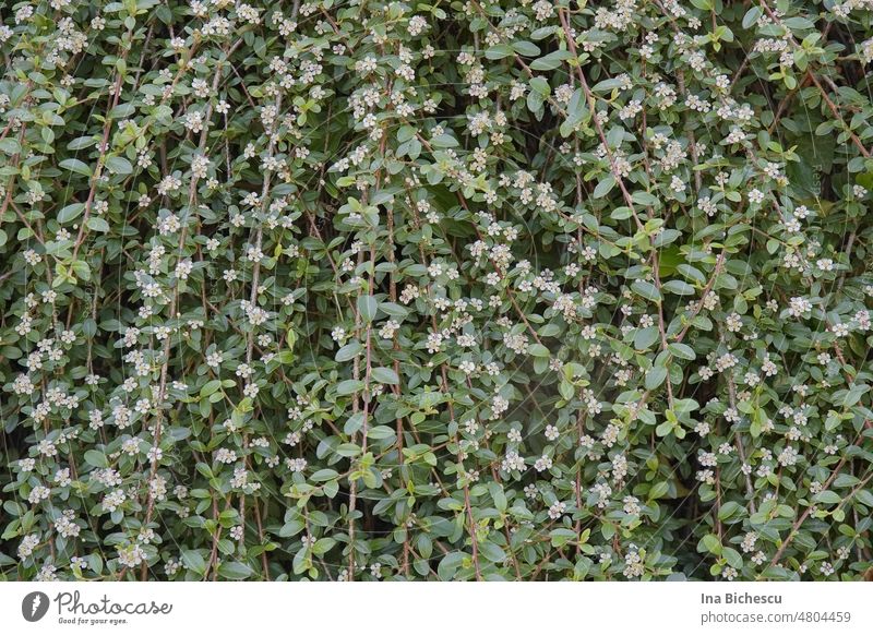 Ein Wand von Zwergmispel (Cotoneaster) mit weißen Blüten und grüne Blätter. grüne Wand grüne Zaun weiße blüten Natur Pflanze Blatt kleine Blätter Frühling