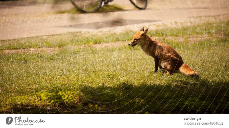 [hansa BER 2022] - Fauna Fuchs Berlin grün rot Tier Natur Tierwelt Säugetier wild Fleischfresser niedlich Gras Tierjunges klein Grünfläche Stadt Stadtleben