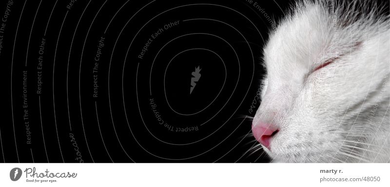 Miny Katze schwarz weiß schlafen träumen Fell Querformat Nase Auge schnurbart Anschnitt